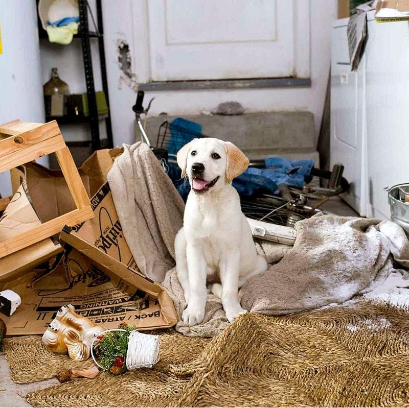 Marley – Marley & Me (2008)