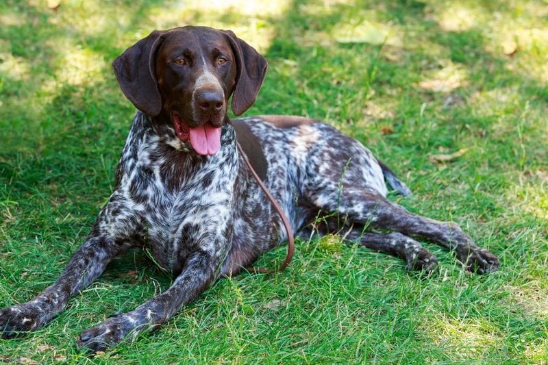German Shorthaired Pointer: The Tireless All-Arounder