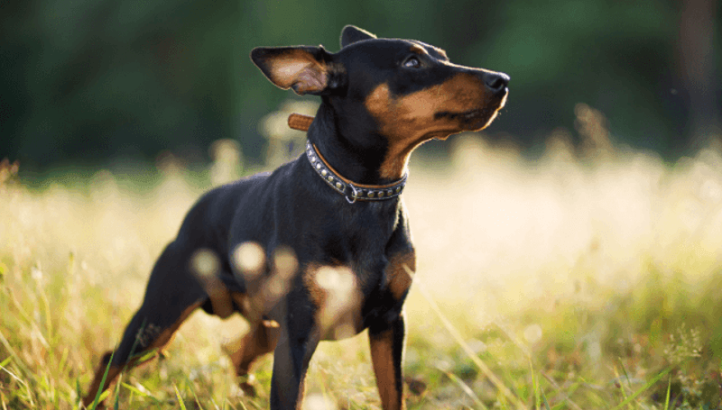 Miniature Pinscher: The Fearless Fashionista