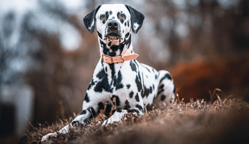 Dalmatian: More Than Just Spotty Firefighters