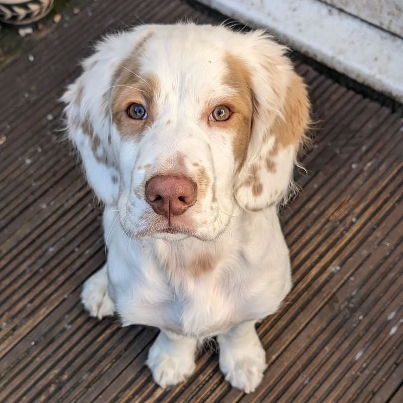 Clumber Spaniel: The Gentle Giant Homebody
