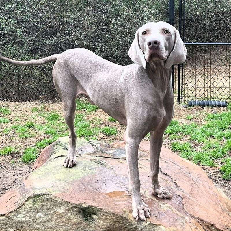Weimaraner: The Velcro Dog with Separation Anxiety