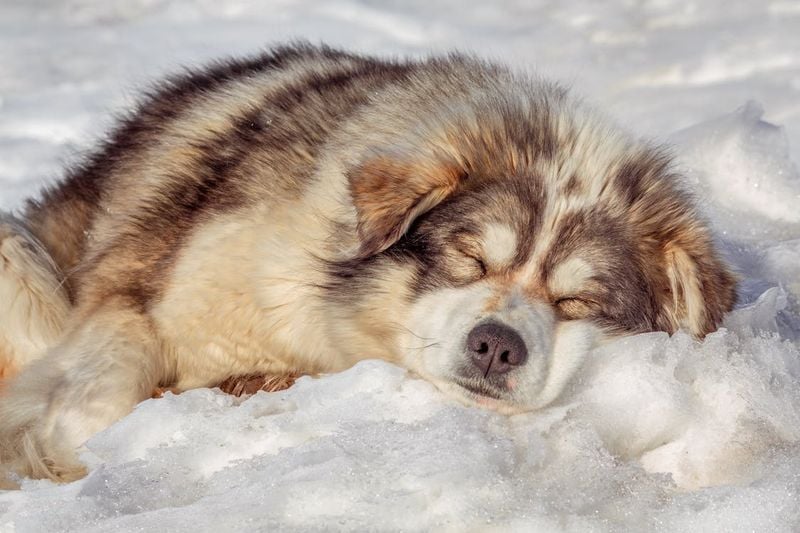 The Ultimate Cold-Weather Sleepers