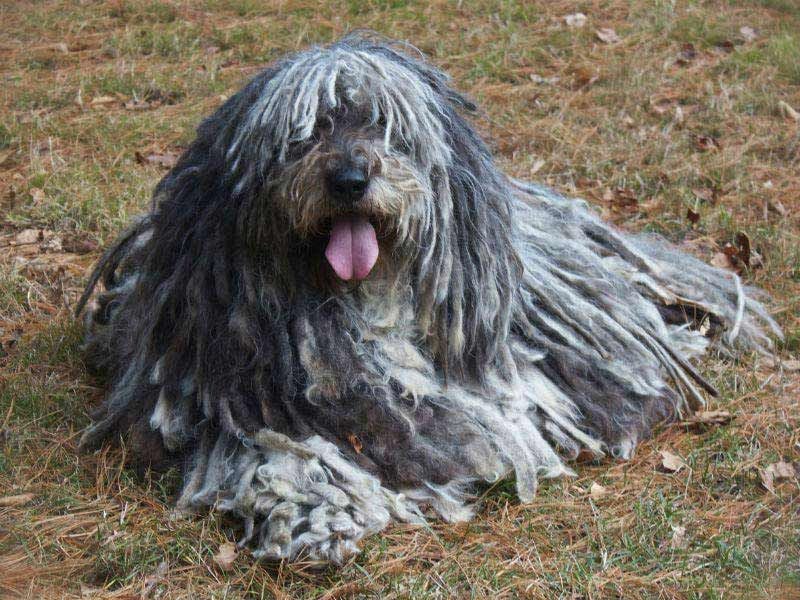 Bergamasco Sheepdog – Dreadlocked and calm