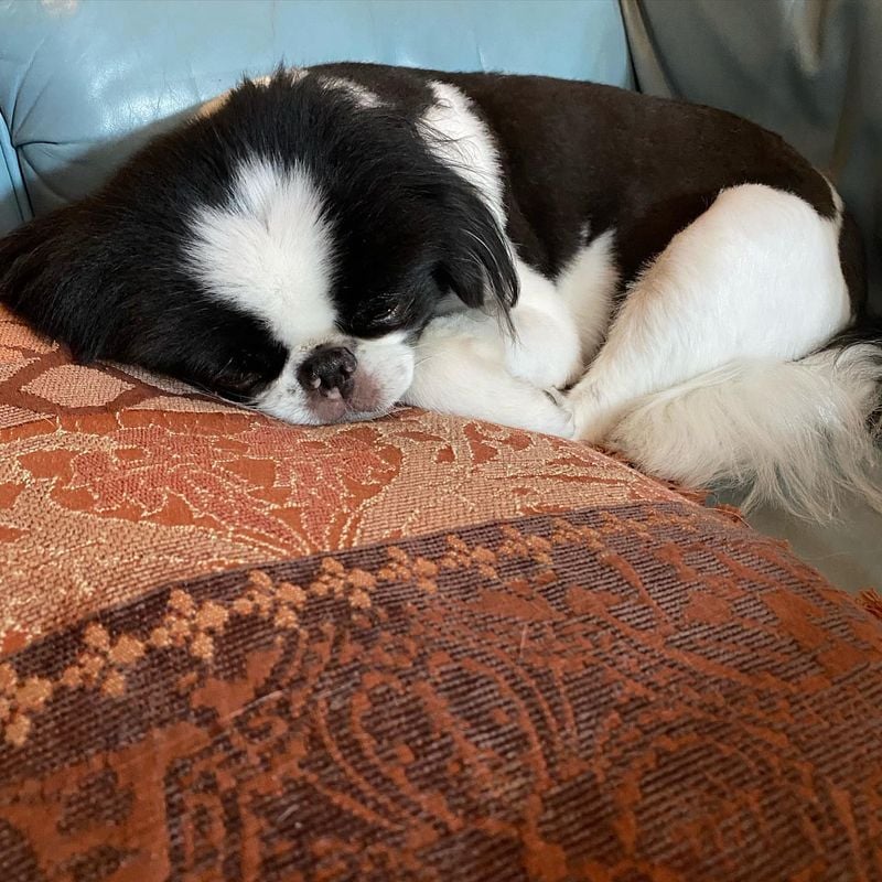 Japanese Chin: Feline-Like Nap Aristocrats