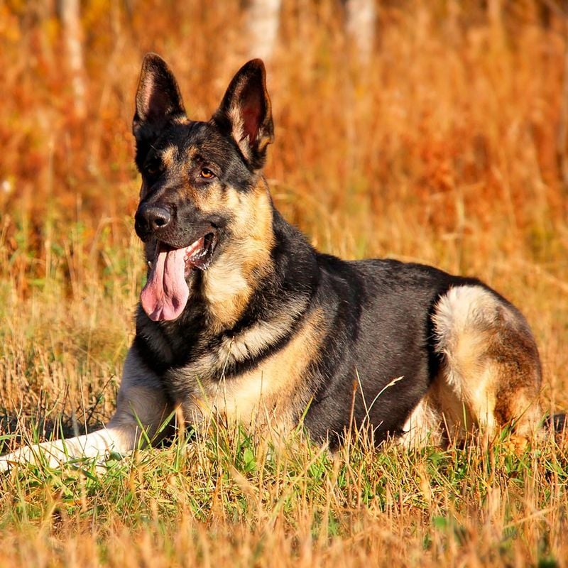 East-European Shepherd