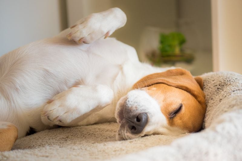 Canine Dreamers