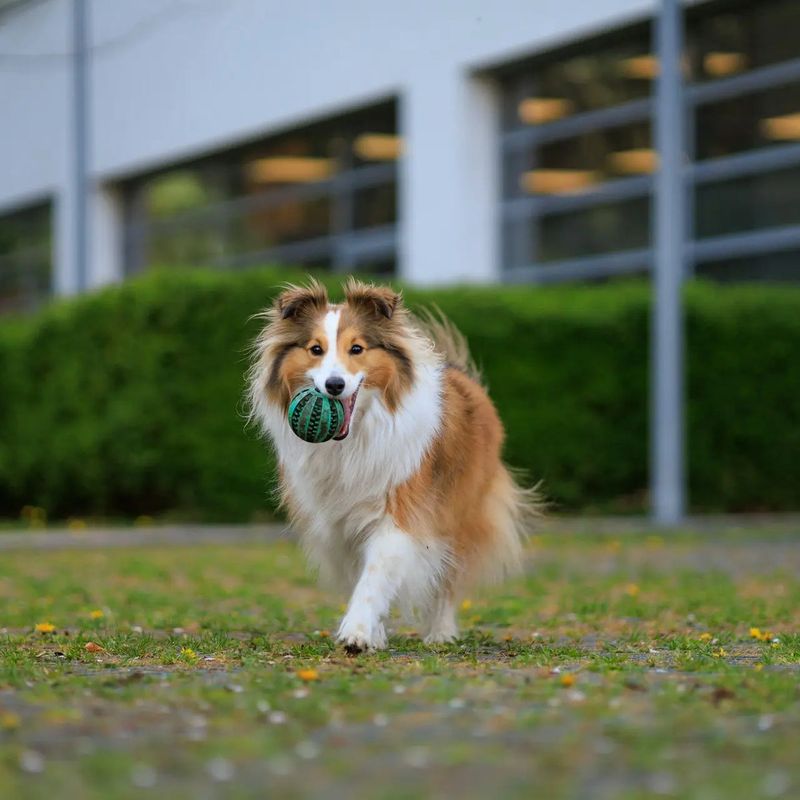 Shetland Sheepdog: The Miniature Mastermind