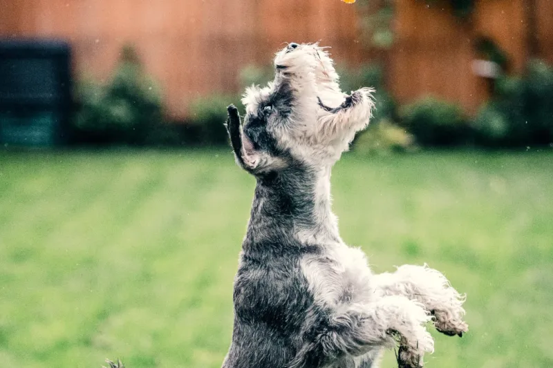 Miniature Schnauzer