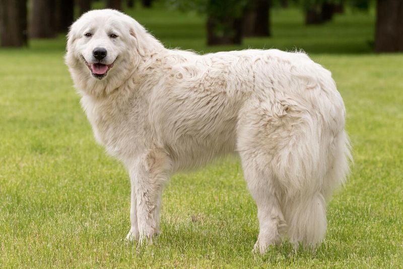 Abruzzese Mastiff: Italy's White Flock Guardian