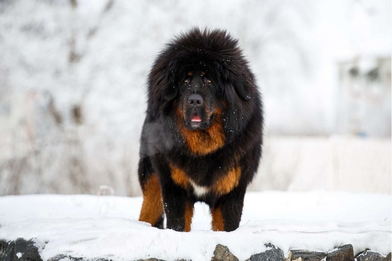 Tibetan Mastiff: Ancient Guardian of the Himalayas