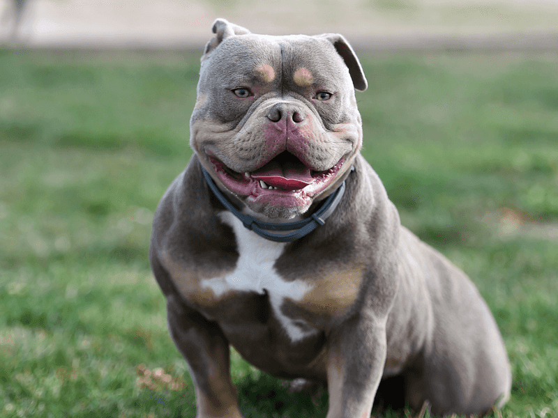 American Bully: The Muscular Showstopper