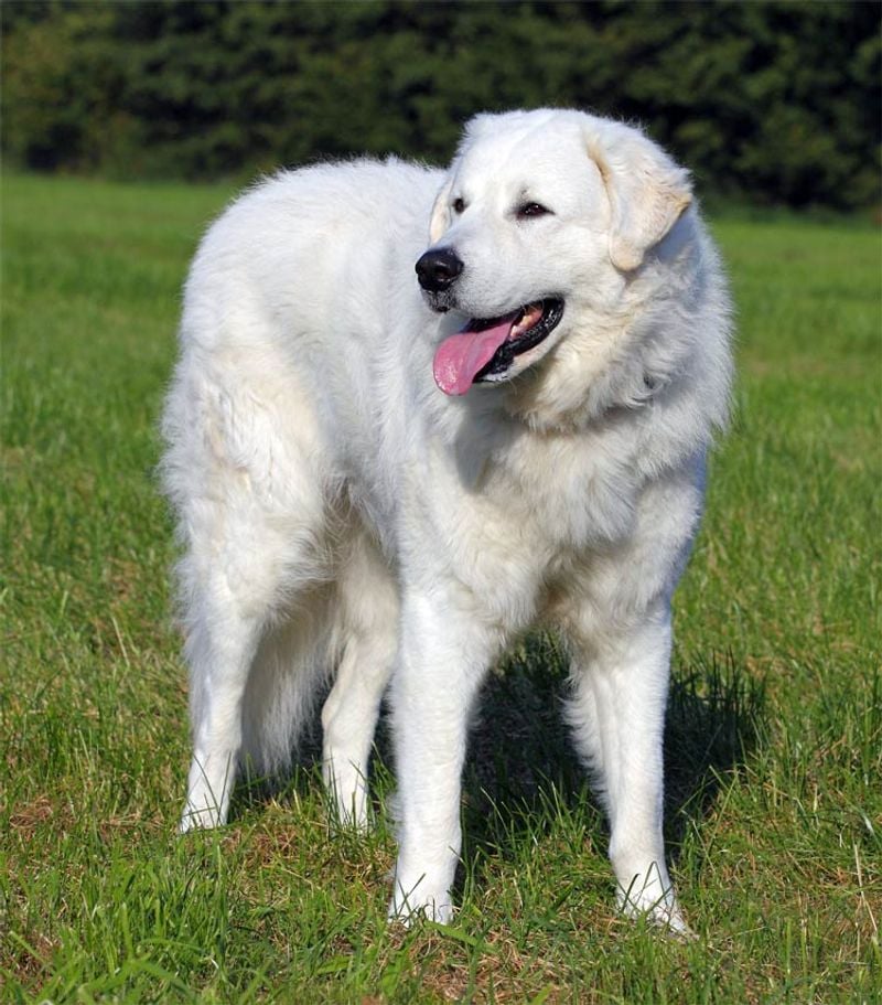 Kuvasz