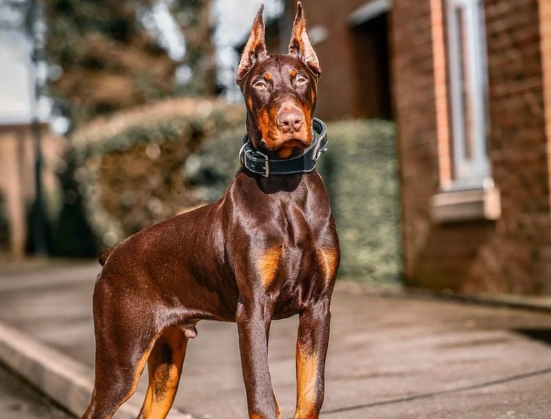 Doberman Pinscher: The Vigilant Mind-Reader