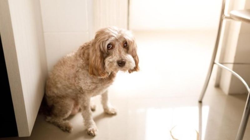 Bathroom Control Fades