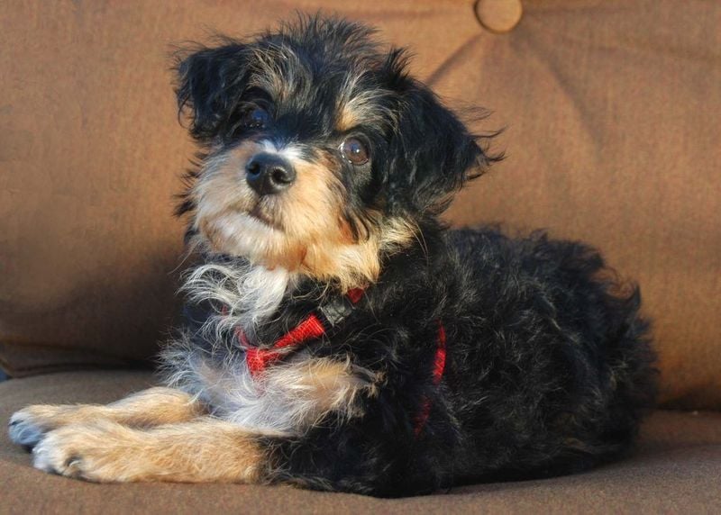 Yorkipoo