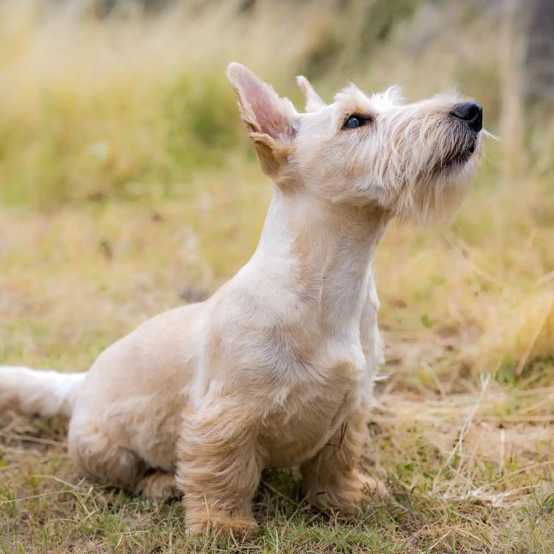 Scottish Terrier