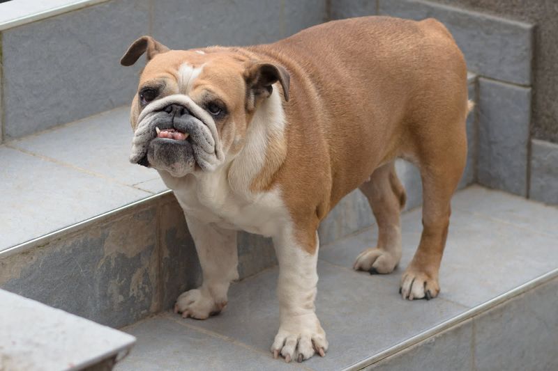 Bulldog