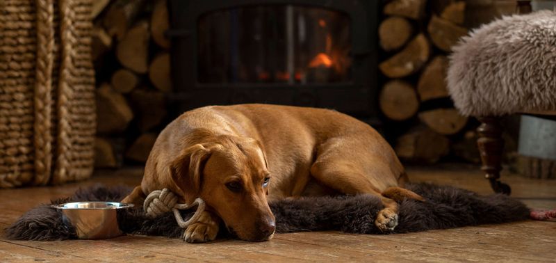 Limited Exposure to Other Dogs
