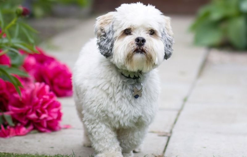 Lhasa Apso