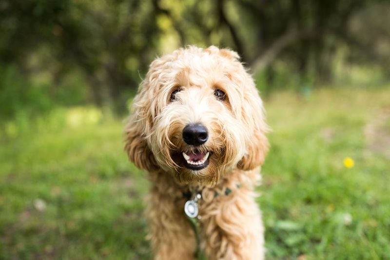 Labradoodle