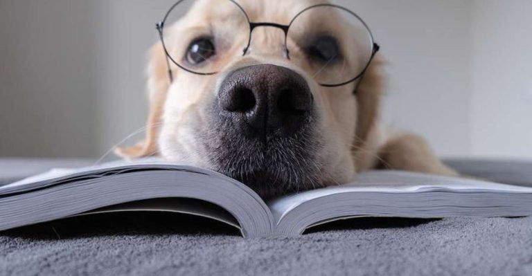 Experts Reveal 17 Dog Behaviors That Prove Your Pup Is Emotionally Intelligent