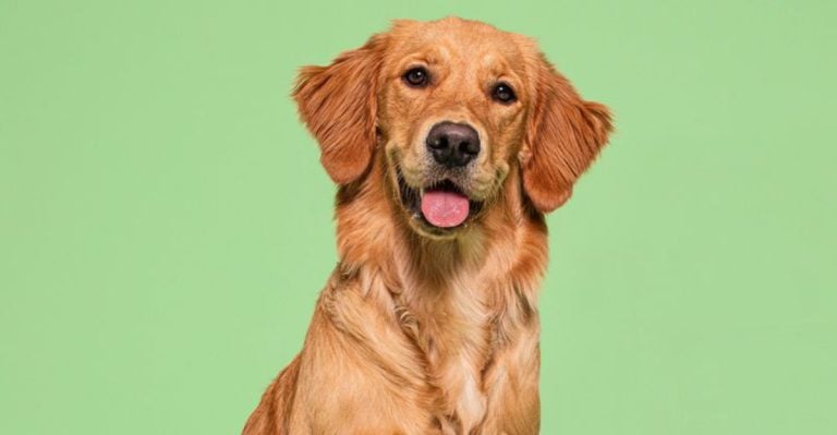 Experts Say These 15 Dog Breeds Are Born to Be Emotional Support Animals