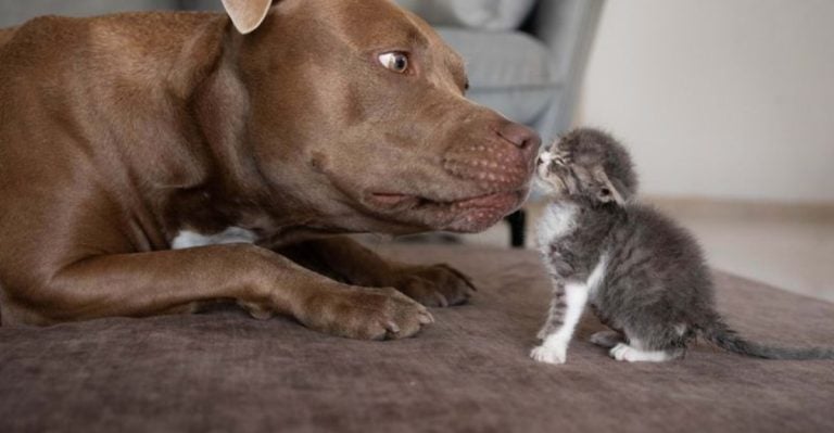 Experts Say These Are the 11 Golden Rules of Pit Bull Care