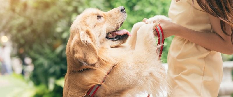 Golden Retrievers: The Heart-Melting Loyalty Champions