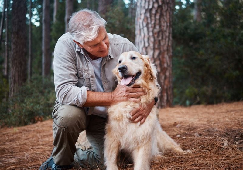 Golden Retriever