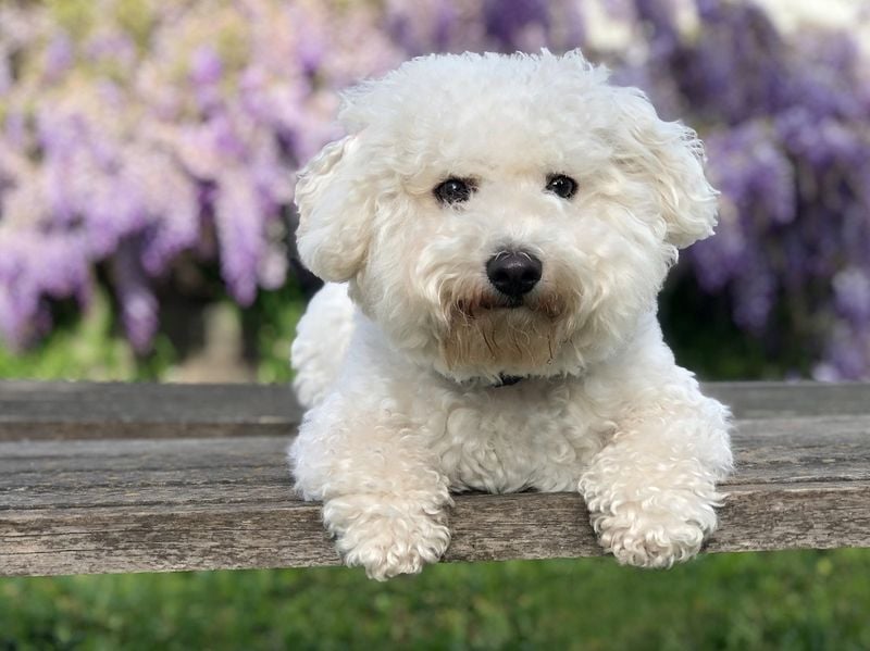 Bichon Frise: The Cotton-Ball Empath