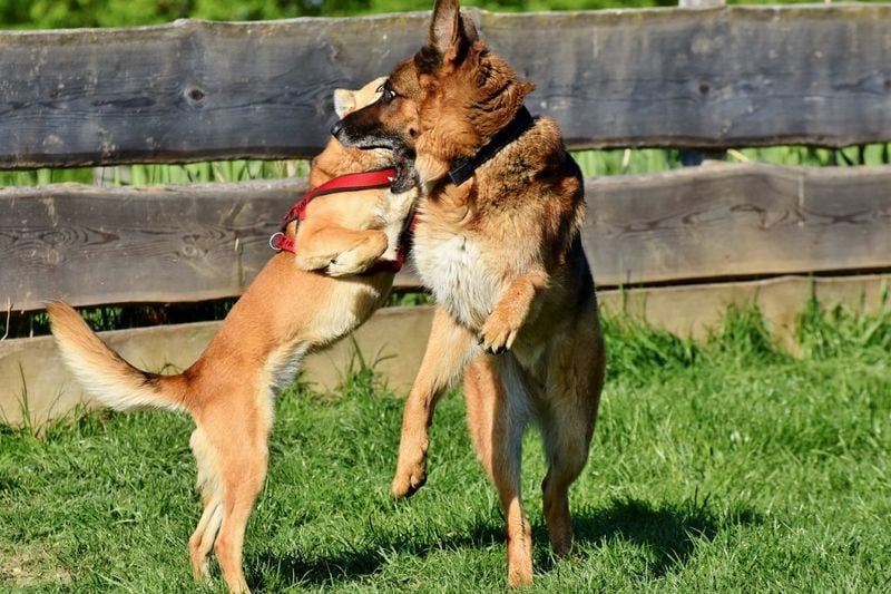 They Can Be Overprotective