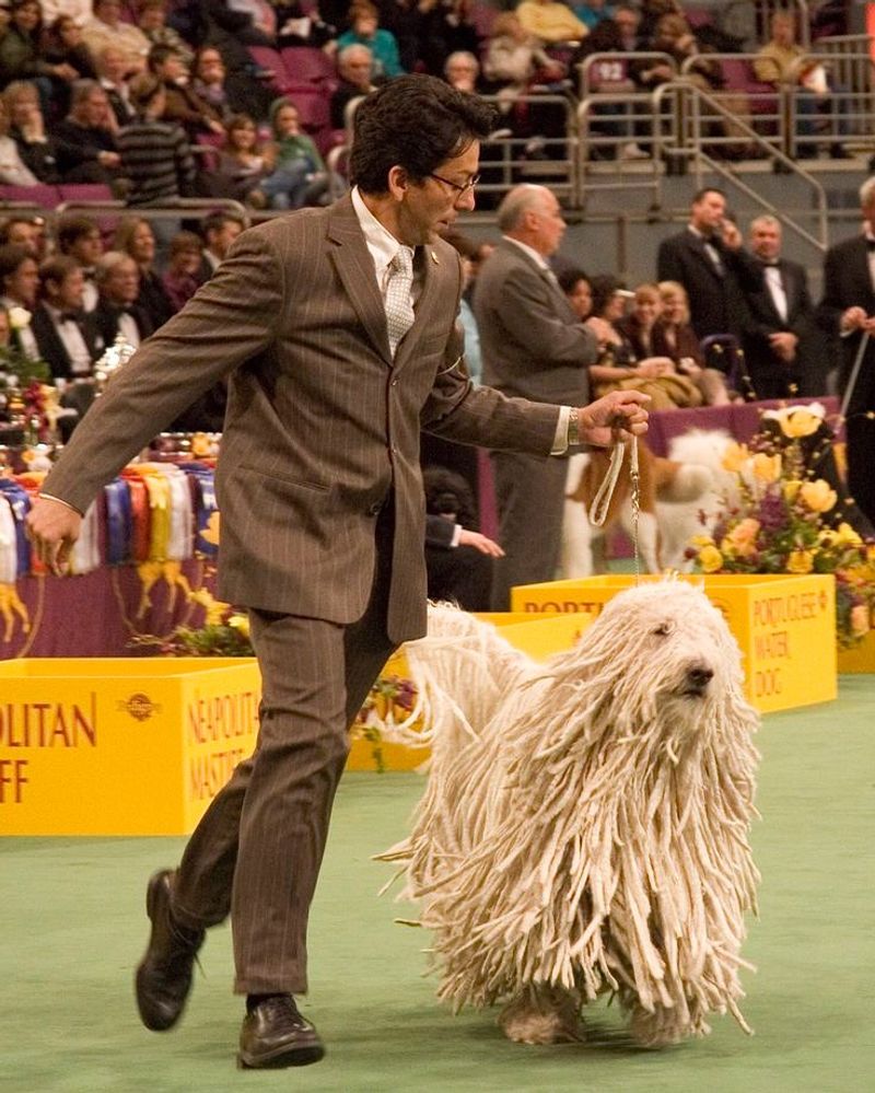 Komondor: The Mop-Coated Sentinel