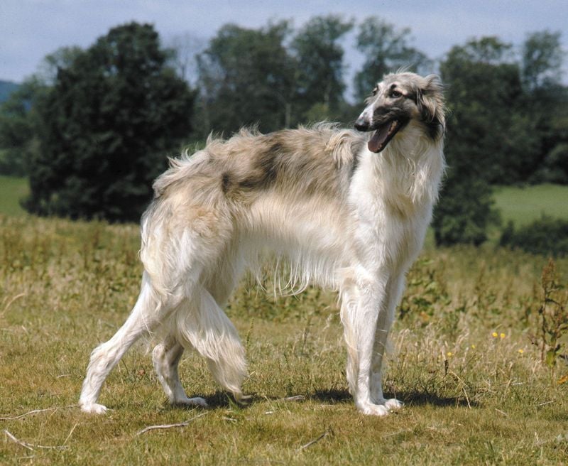 Borzoi: The Aristocratic Daydreamer