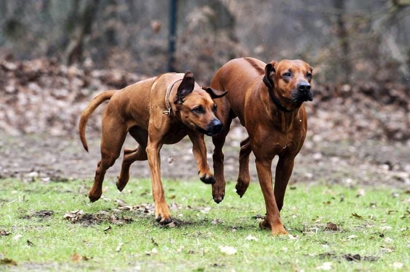 Rhodesian Ridgeback