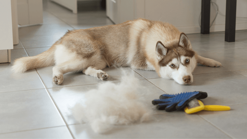 Siberian Husky