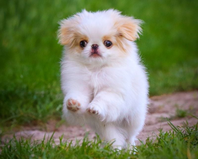 Japanese Chin: The Feline-Like Aristocrat