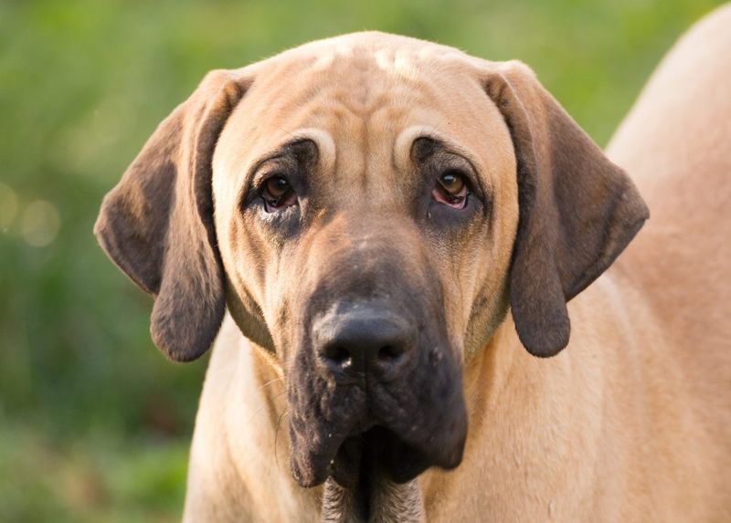 Fila Brasileiro: The Brazilian Tracking Guardian