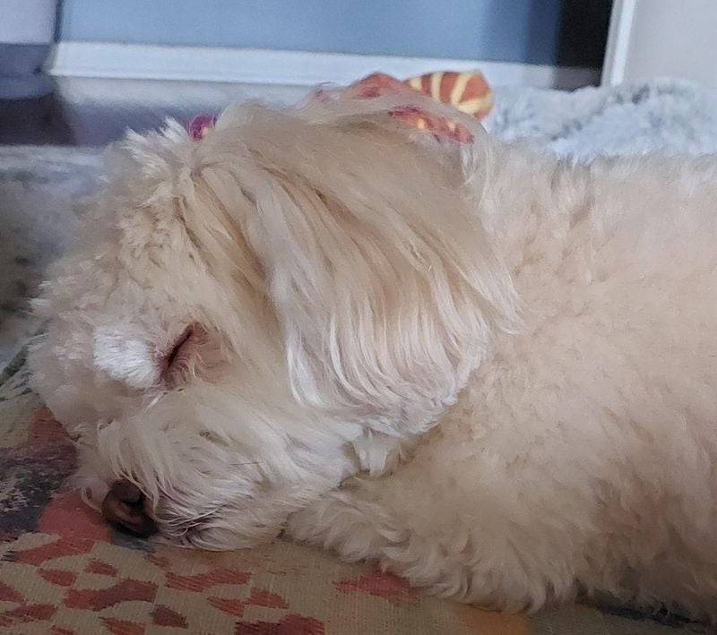 Havanese: Silky-Coated Siesta Partners
