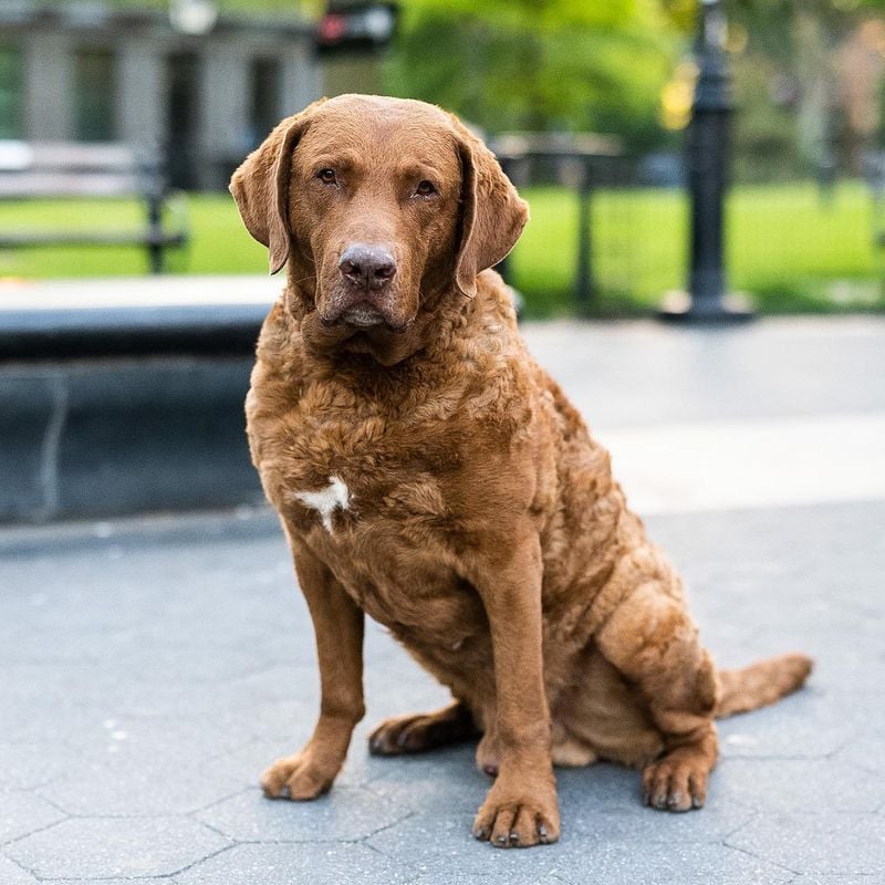 Chesapeake Bay Retriever's Waterproof Whiff