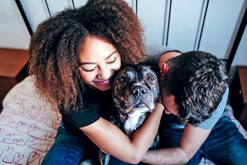 Loyal and Affectionate Companions