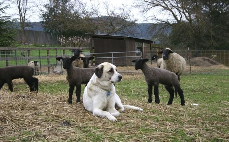Anatolian Shepherd: The Silent Guardian of Flocks