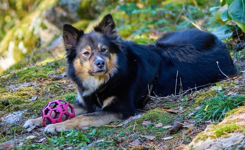 Finnish Lapphund – Fluffy, smiley reindeer herder