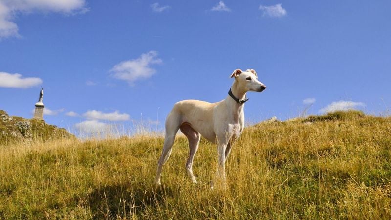 Greyhound