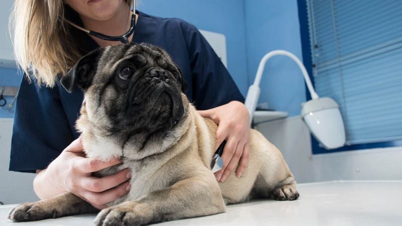 Vet Bills Add Up Quickly