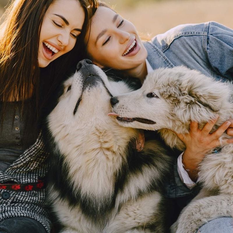 The Husky Addiction Is Real
