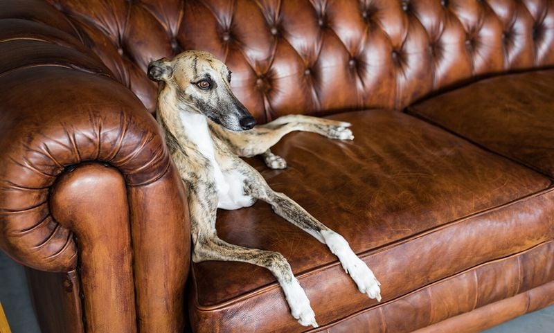 Greyhound: The Couch Potato Racer
