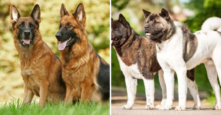 Akita vs. German Shepherd: 16 Major Differences Every Dog Lover Should Know