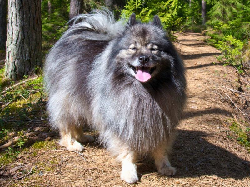 Keeshond: The Smiling Dutchman