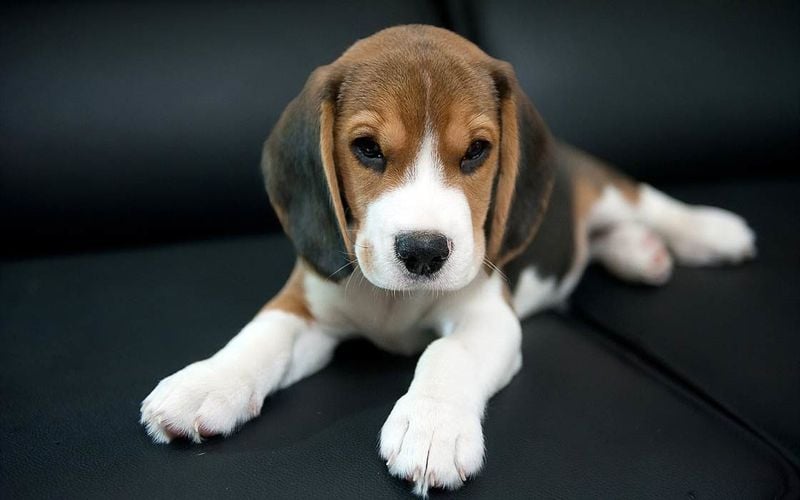 Beagle: The Merry Little Hound